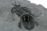 Two Devil Horned Cyphaspis Trilobites - Mrakib, Morocco #350496-5